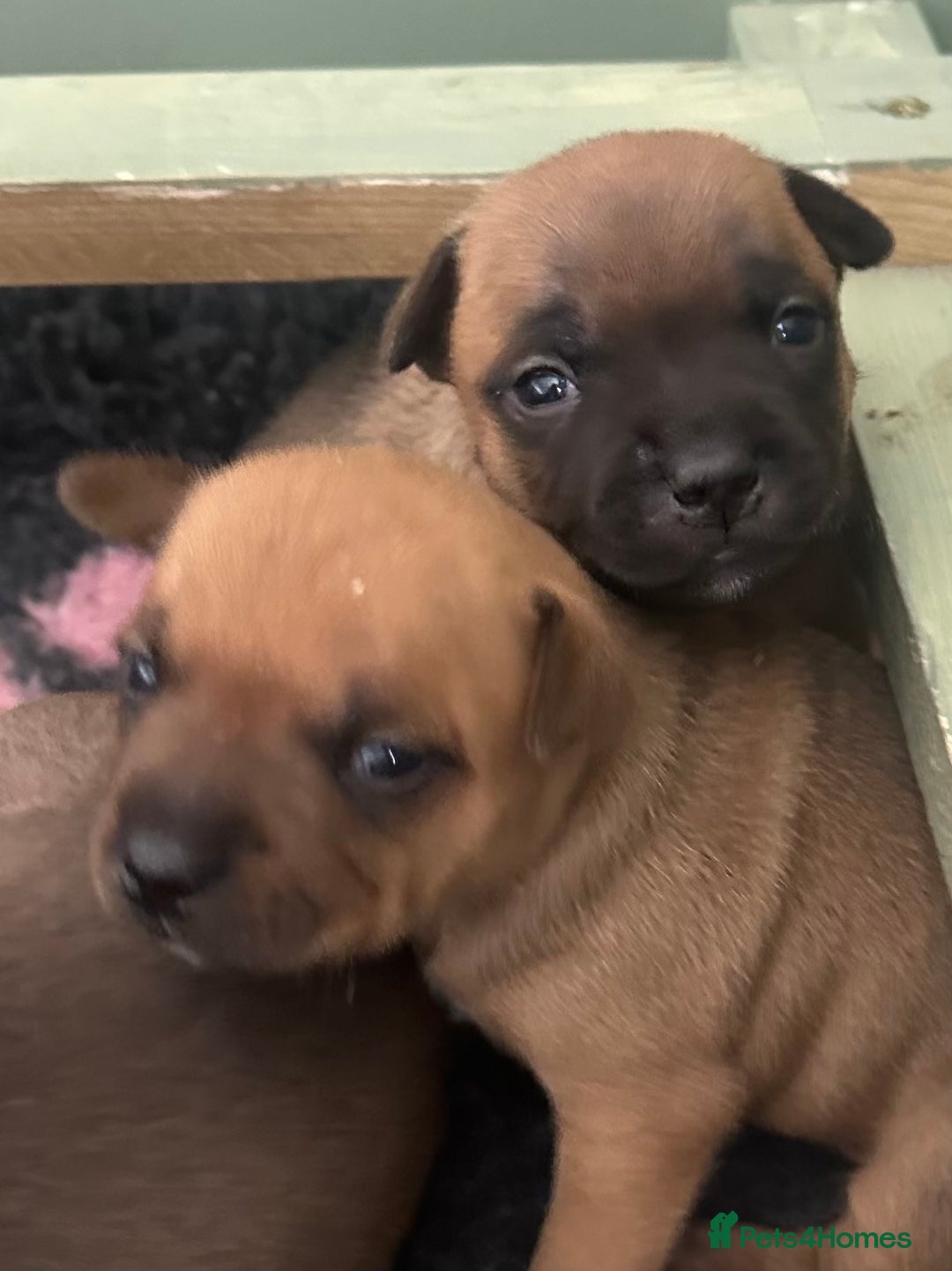 Staffordshire Bull Terrier dogs for sale: Amazing True To Type Staffordshire bull terriers  - Image 4