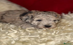 Toy Poodle dogs for sale: 🩷💜Stunning Toy Poodles For Sale 🩷💜 - Advert 5