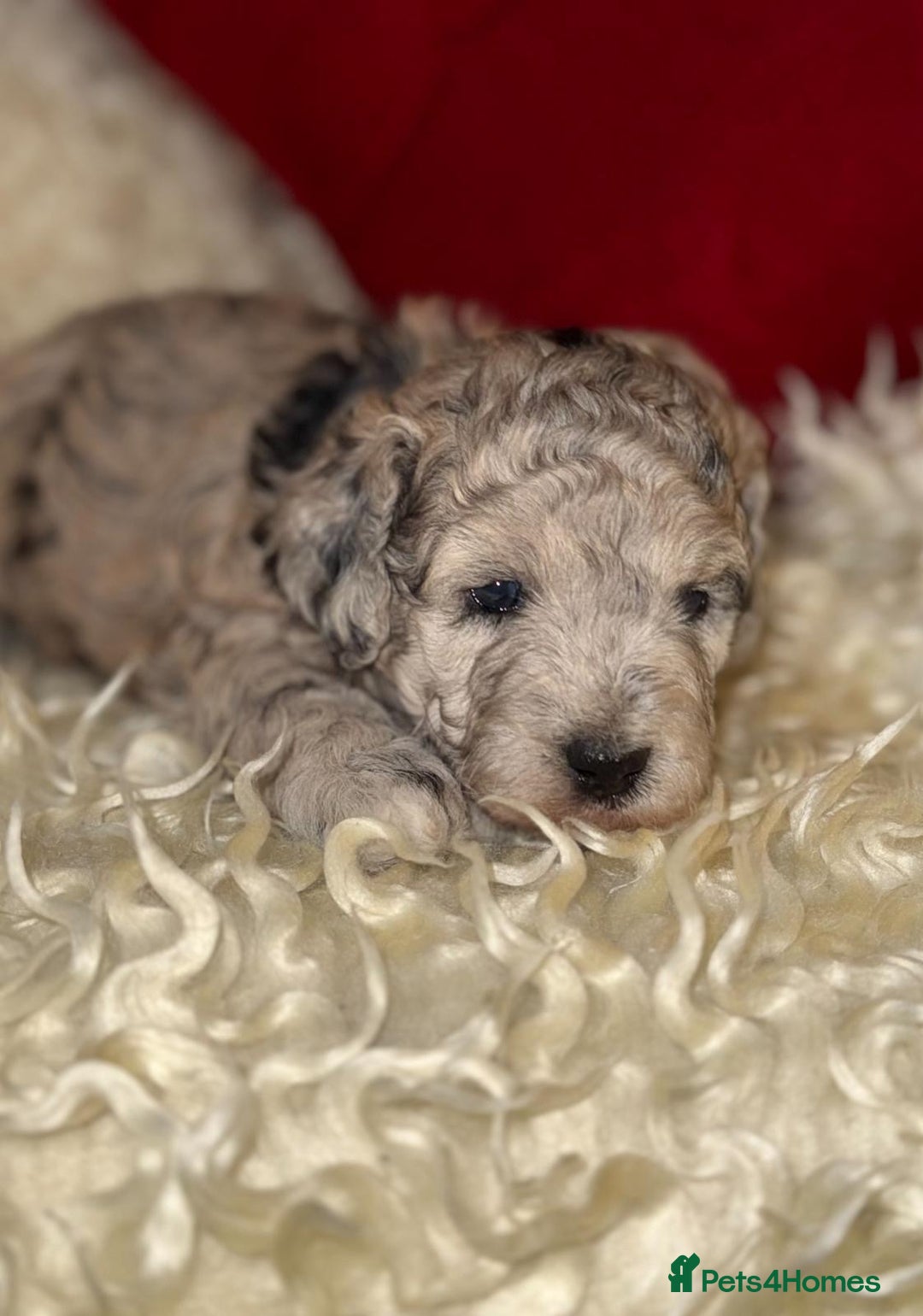 Toy Poodle dogs for sale: 🩷💜Stunning Toy Poodles For Sale 🩷💜 - Advert 5