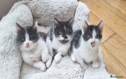 Domestic Shorthair cats for sale: 3 Perfect Black and White Girls Kittens - Image 1