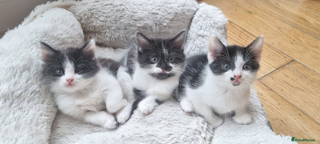 Domestic Shorthair cats for sale: 3 Perfect Black and White Girls Kittens - Image 1