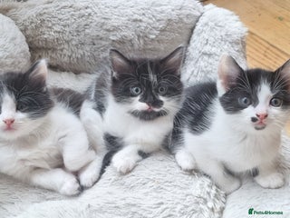 Domestic Shorthair cats - Advert 1