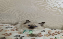 Ragdoll cats for sale: 8 beautiful Ragdoll cats - Image 7