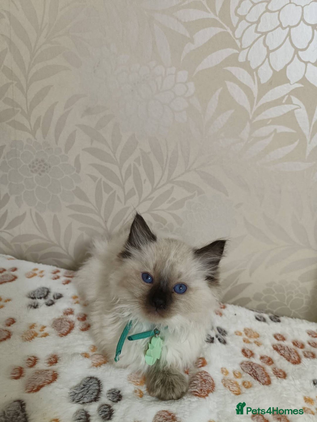 Ragdoll cats for sale: 8 beautiful Ragdoll cats - Image 7