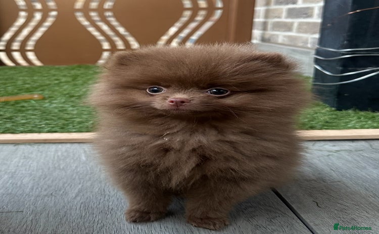 Pomeranian dogs - Advert 2