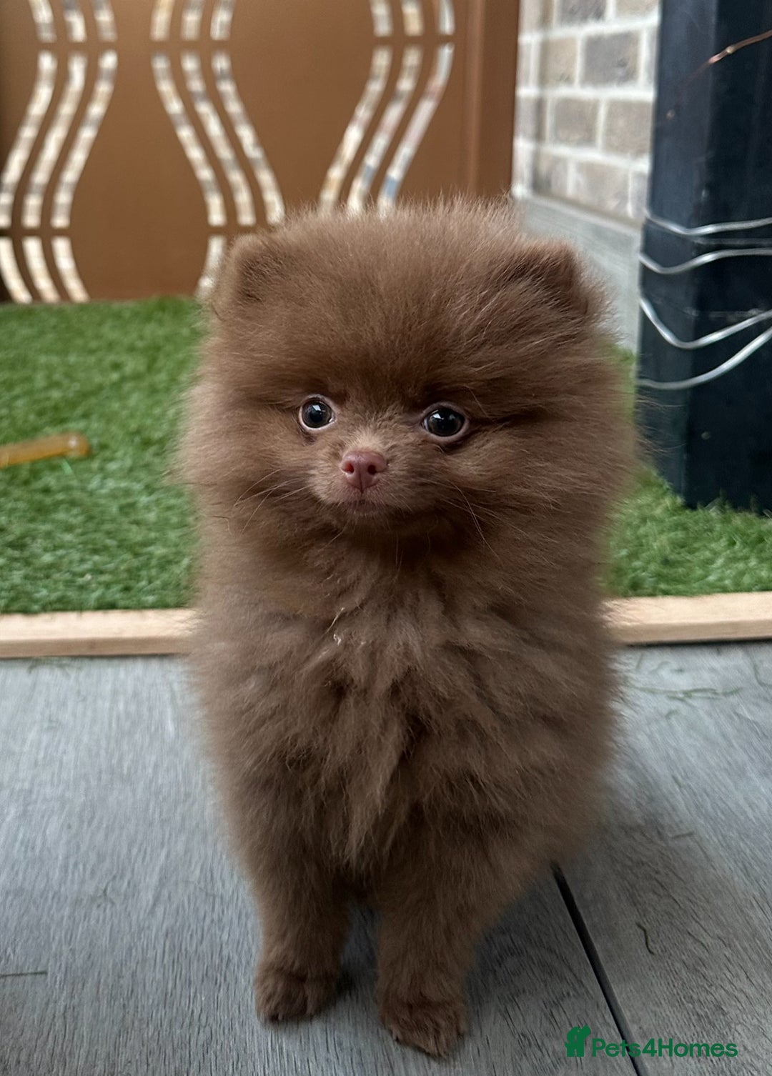 Pomeranian dogs for sale: Bruce the Brown Pomeranian  - Image 1