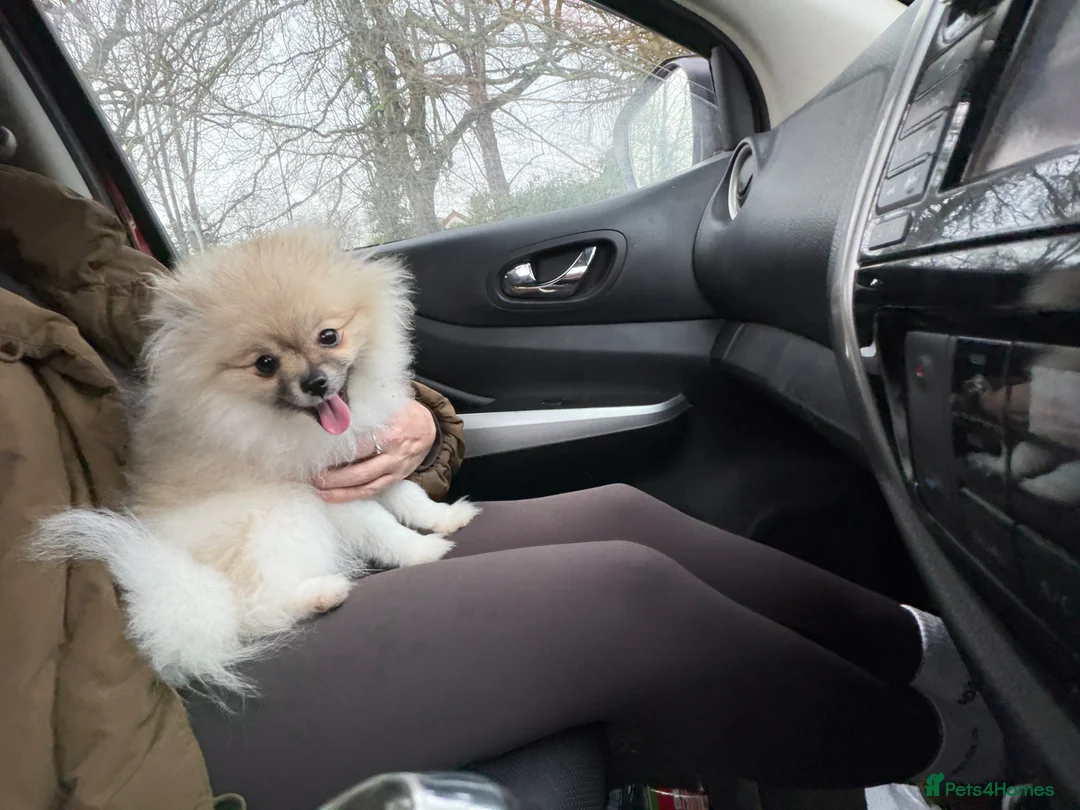 Pomeranian dogs for sale: Pomeranian girl  - Advert 4