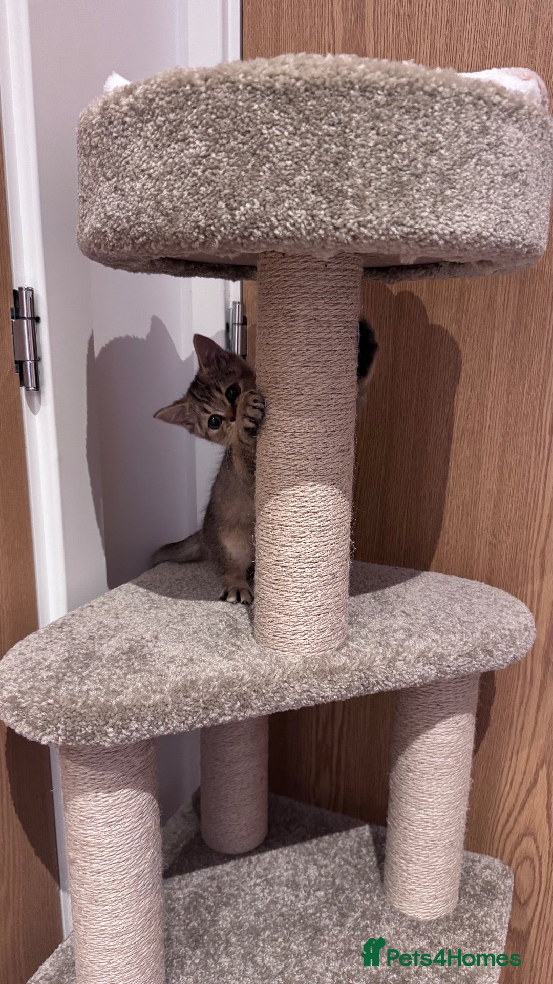 British Shorthair cats Brown British Shorthair - Advert 8