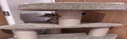 British Shorthair cats for sale: Brown British Shorthair (13 WEEKS) W/ Accessories - Advert 1