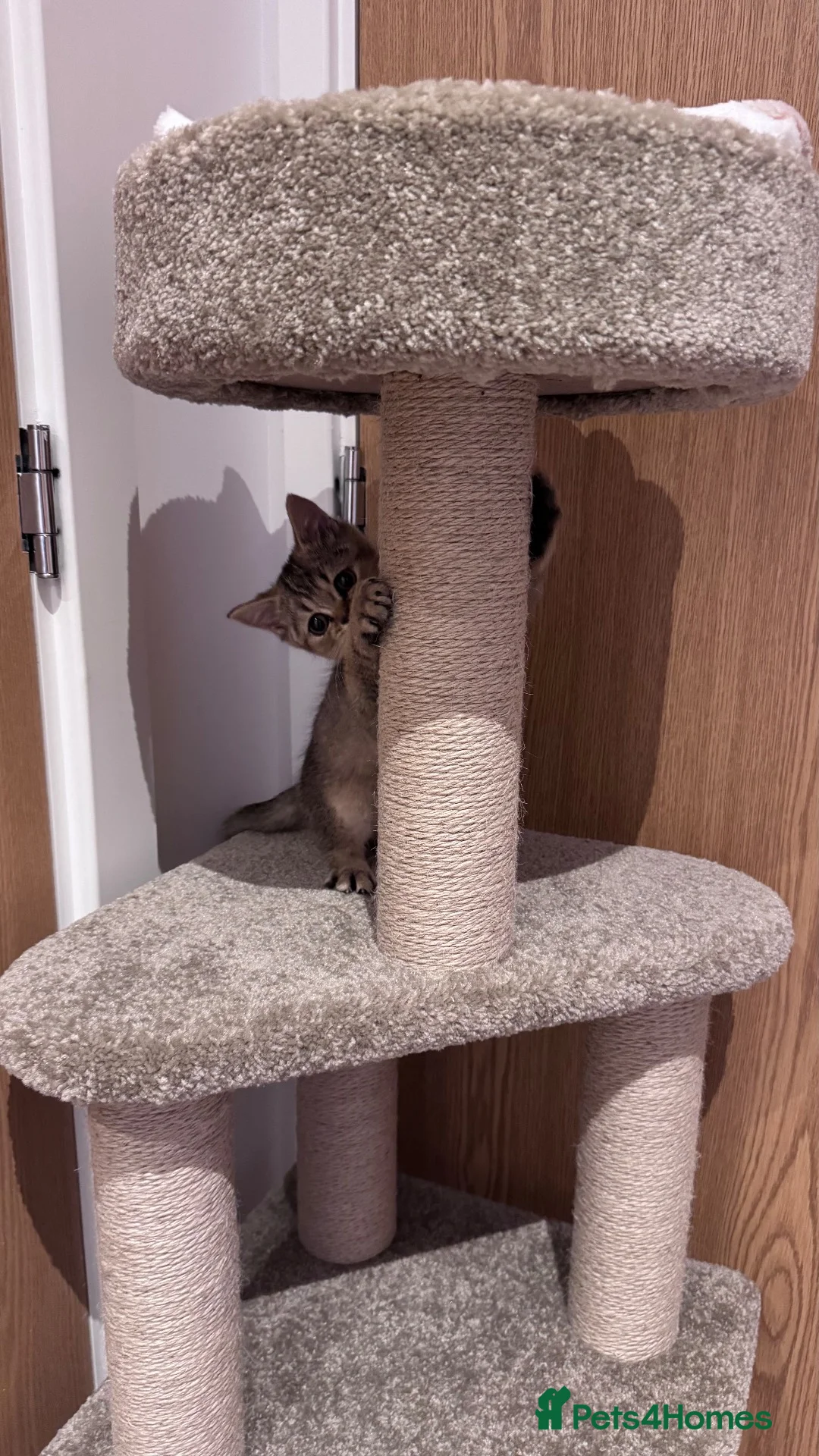 British Shorthair cats for sale: Brown British Shorthair (13 WEEKS) W/ Accessories - Advert 1