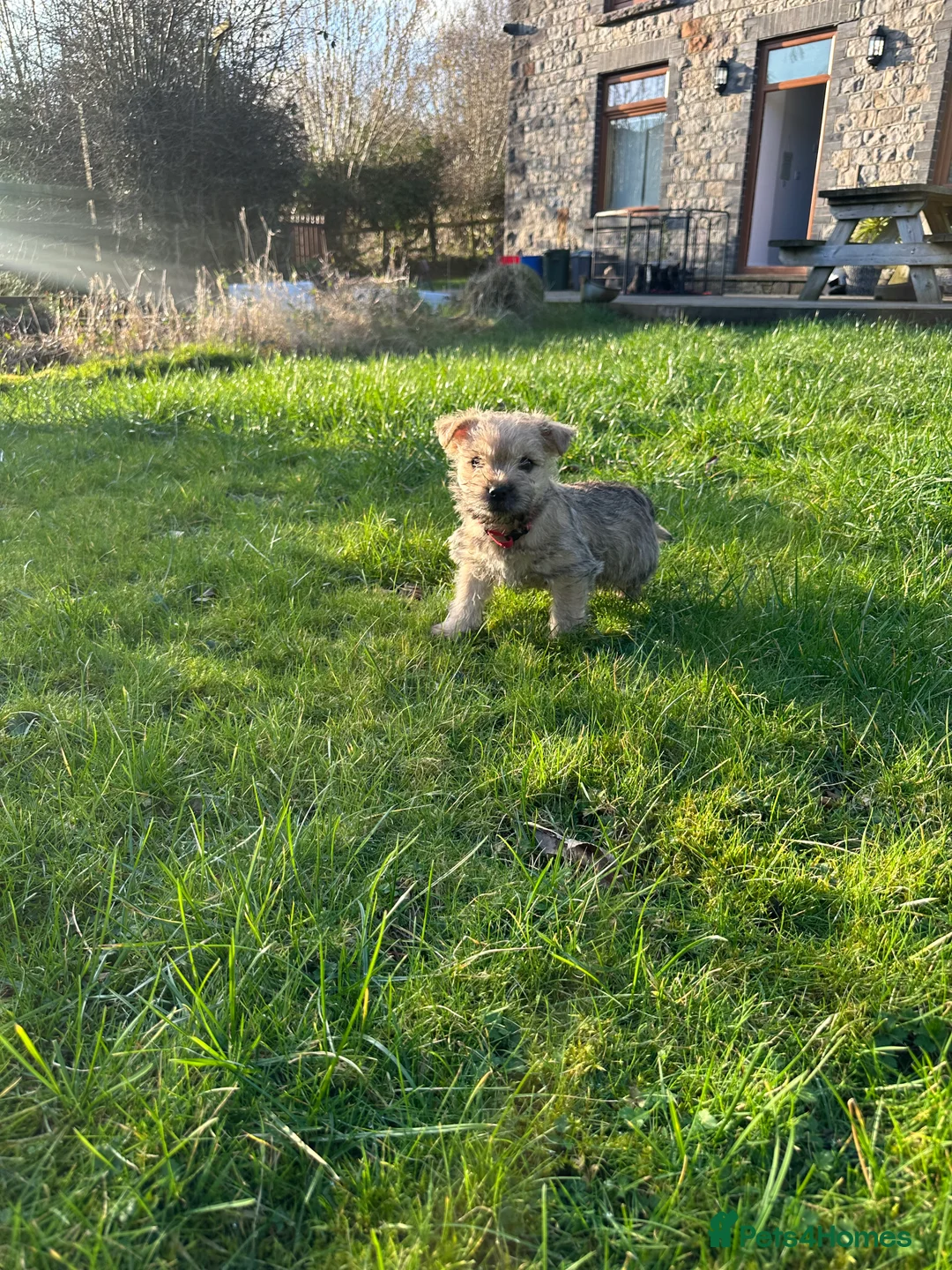 Cairn Terrier dogs for sale: Quality Beautiful KC Reg Cairn Terrier Puppies.  - Advert 25