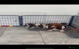 Basset Hound dogs for sale: Wonderful basset hound puppies available  - Image 10