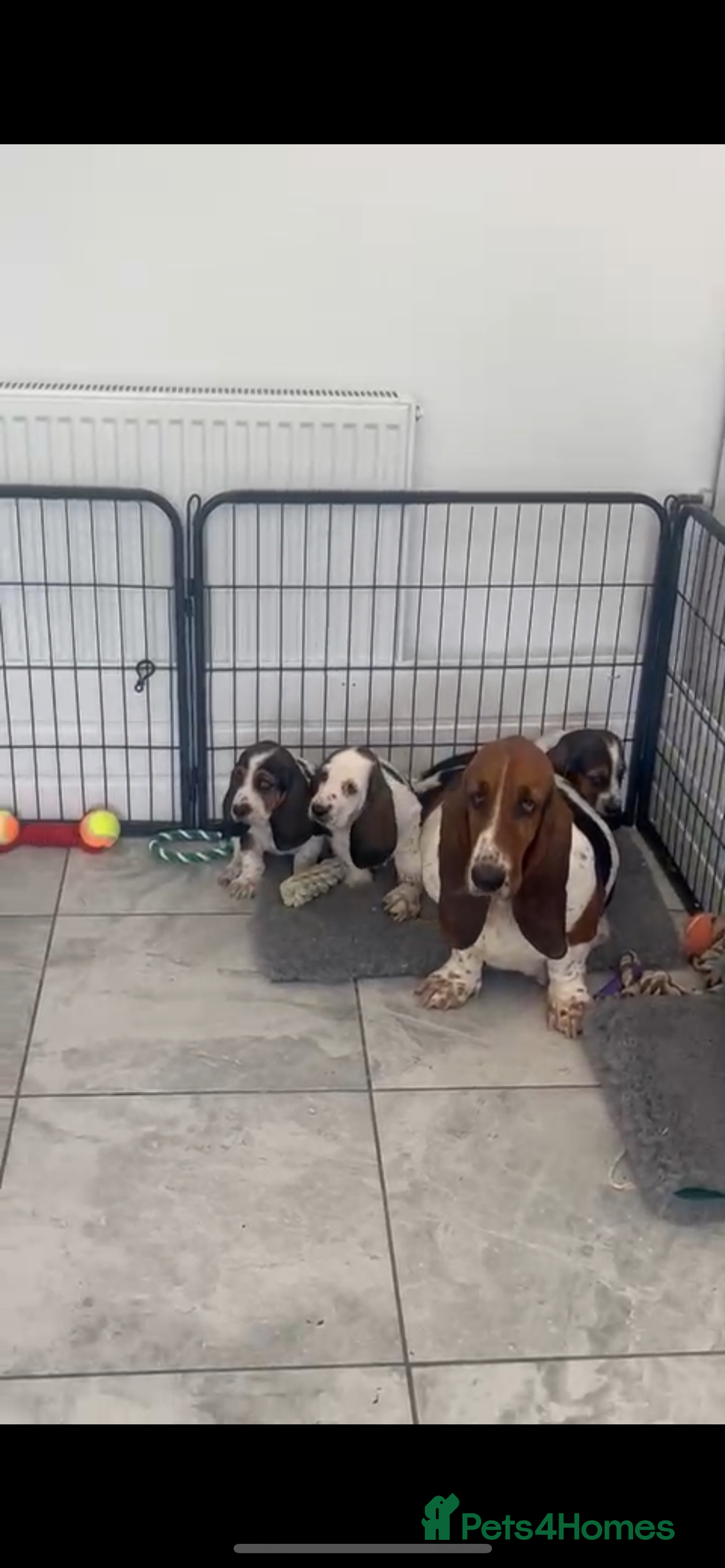 Basset Hound dogs for sale: Wonderful basset hound puppies available  - Image 10