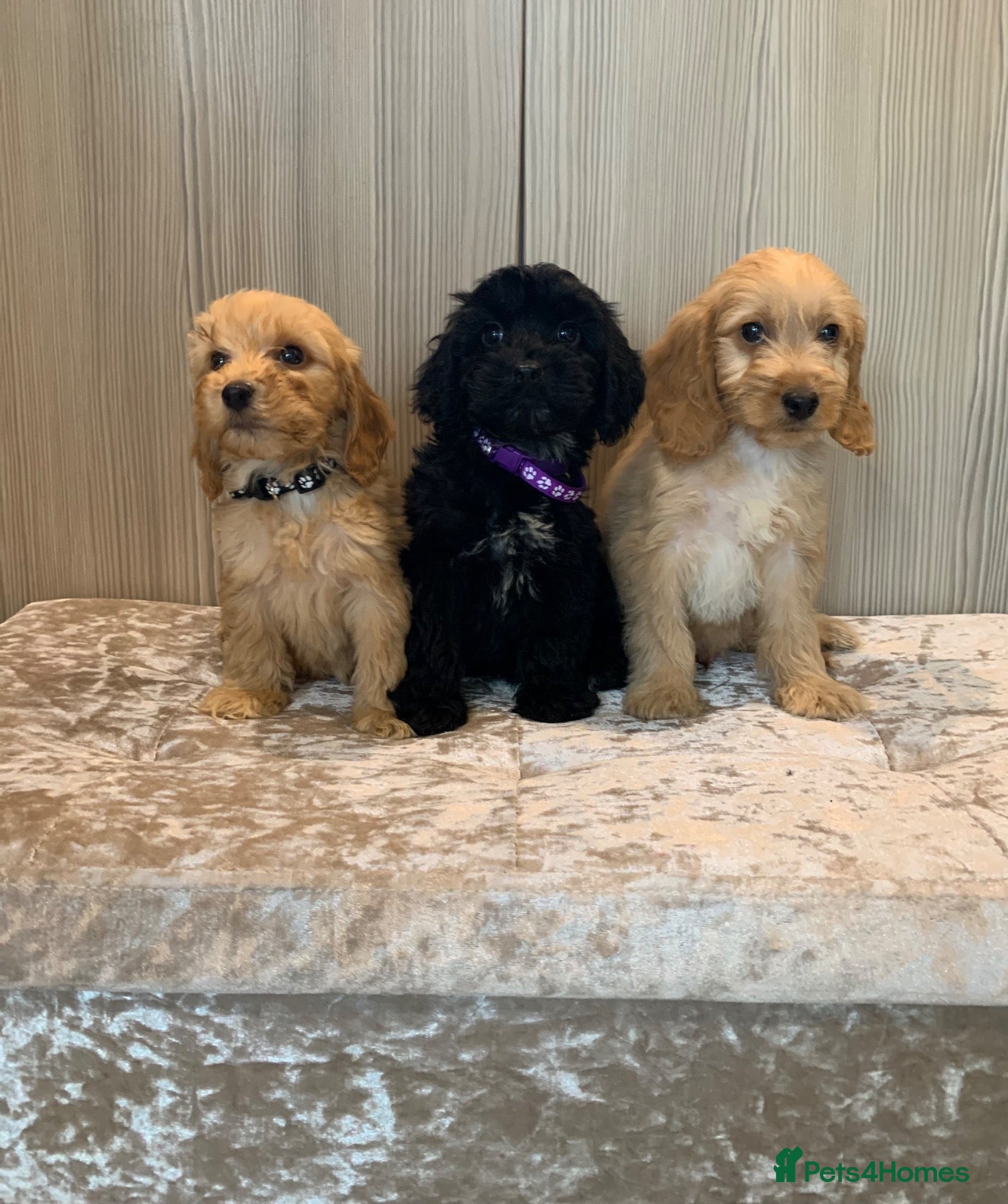 Cockapoo dogs Beautiful F1 cockapoos - Advert 7