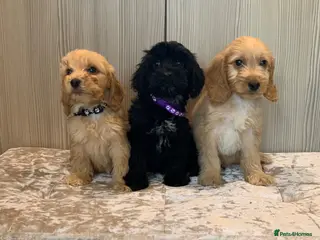 Cockapoo dogs Beautiful F1 cockapoos - Advert 7