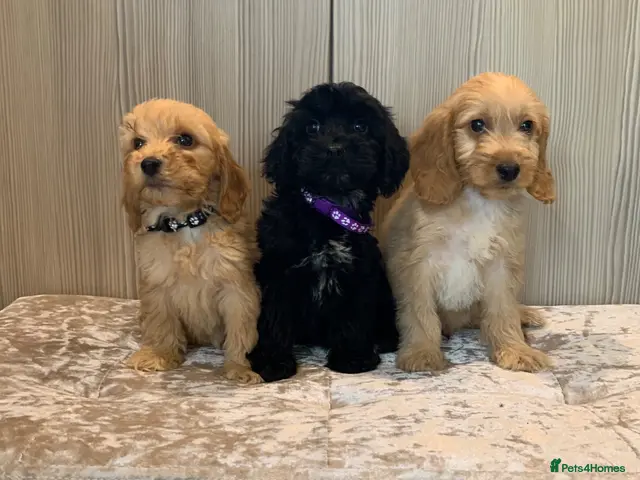 Cockapoo dogs Beautiful F1 cockapoos - Advert 1