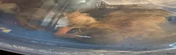 Ducks poultry for sale: 🦆🦆Ducklings for sale 🦆🦆 in Wigston - Advert 20