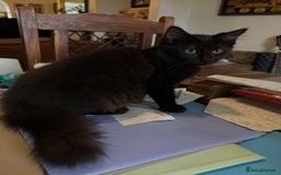 Ragdoll cats for sale: Ragdoll x - Image 2