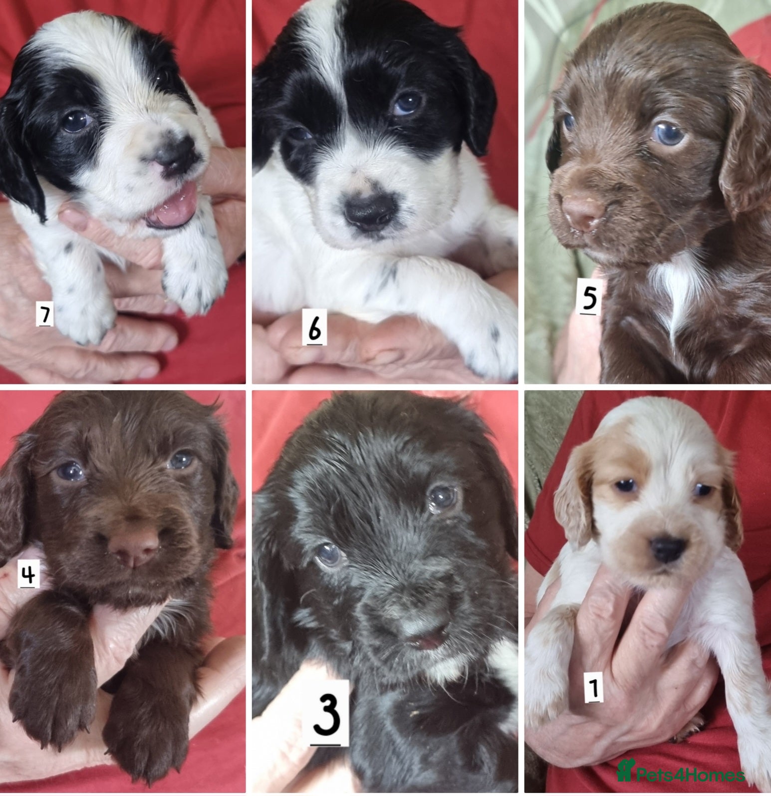 Cocker Spaniel dogs Cocker spaniel pups - Advert 1
