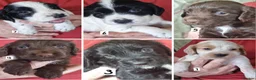 Cocker Spaniel dogs for sale: Cocker spaniel pups in Darwen - Advert 1