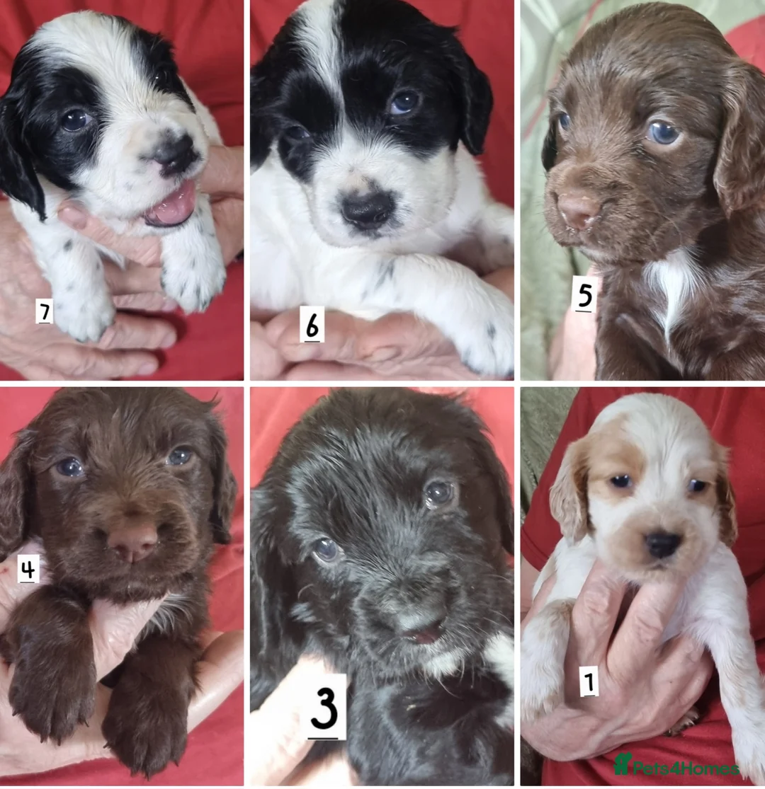Cocker Spaniel dogs for sale: Cocker spaniel pups in Darwen - Advert 1