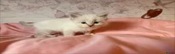 Ragdoll cats for sale: 🌟RAGDOLL KITTENS 🌟 - Advert 15