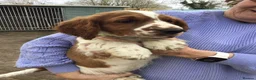 Welsh Springer Spaniel dogs for sale: Beautiful WELSH SPRINGER LAST FEW - Advert 4