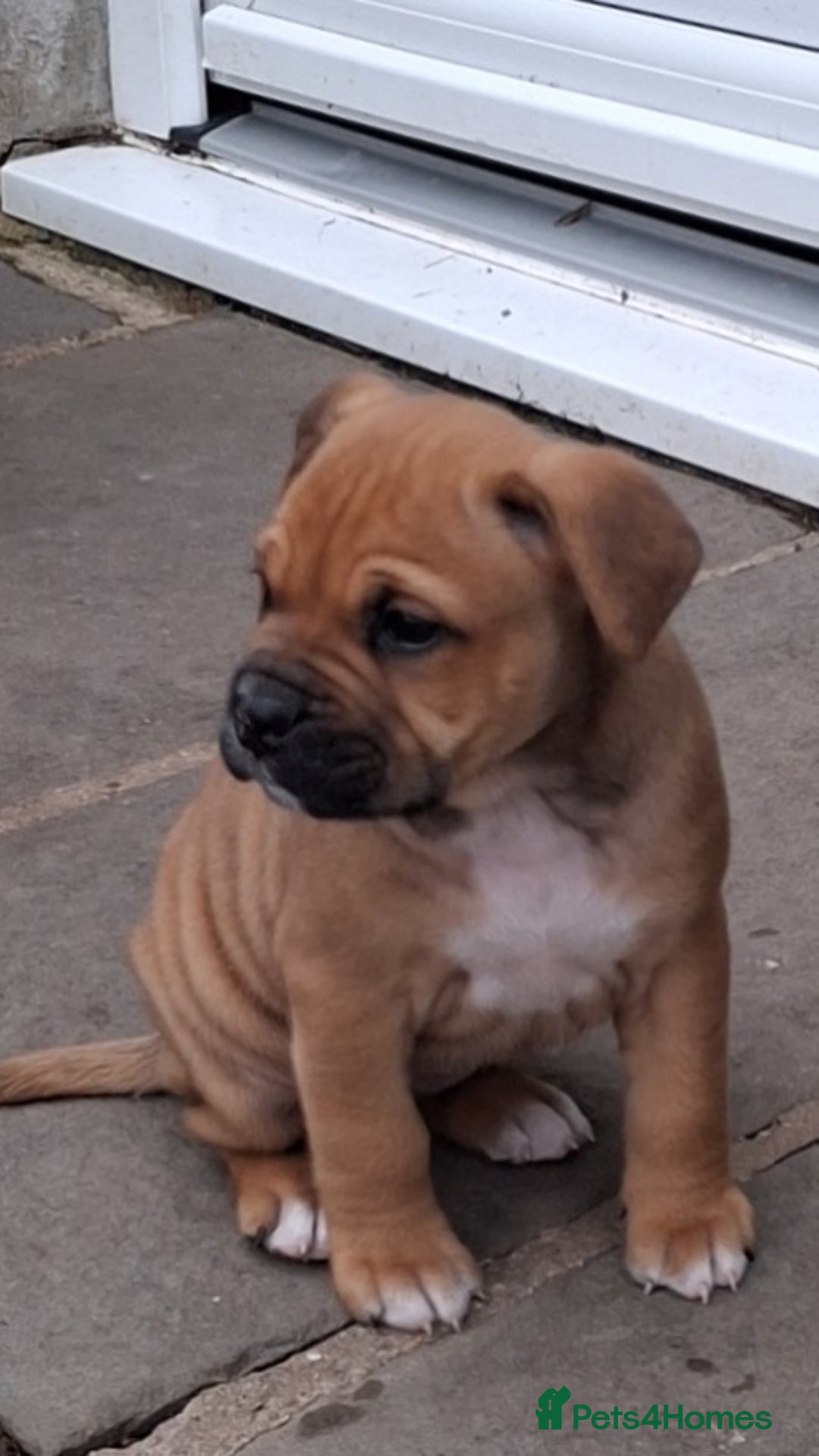 English Bulldog dogs for sale: Beautiful bulldog x rotty mastiff - Advert 3