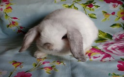 Mini Lop rabbits for sale: Pedigree Mini Lops - Image 11