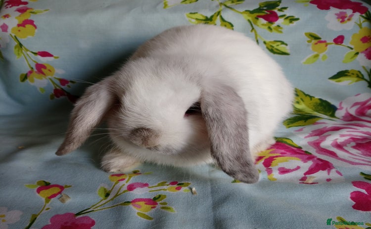 Mini Lop rabbits - Advert 2