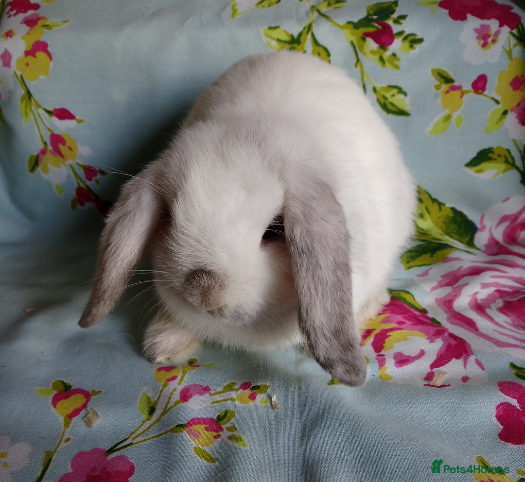 Mini Lop rabbits for sale: Pedigree Mini Lops - Image 11