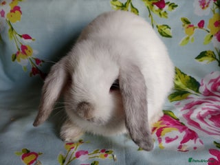 Mini Lop rabbits - Advert 34