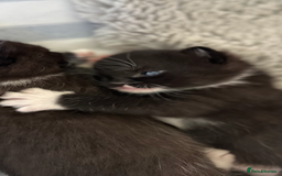 Domestic Shorthair cats for sale: ✨ Black & White Kittens Ready for Their New Home ✨ - Image 2