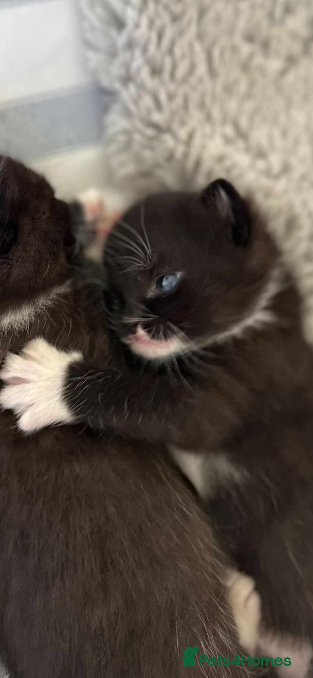 Domestic Shorthair cats for sale: ✨ Black & White Kittens Ready for Their New Home ✨ - Image 2