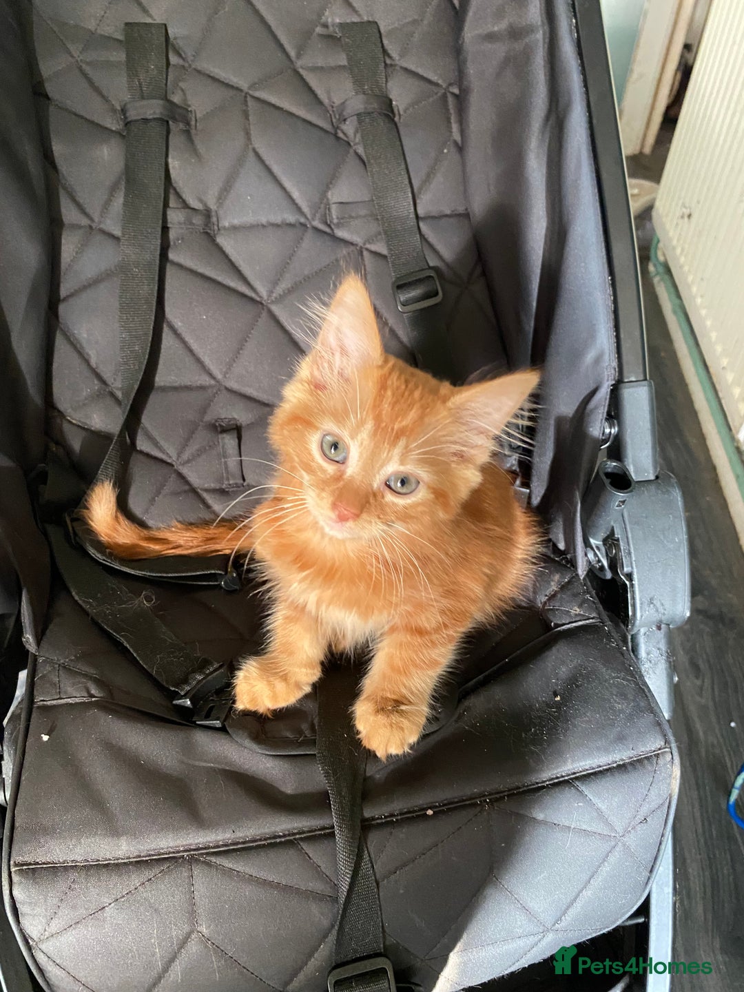 Mixed Breed cats for sale: Four beautiful kittens - Advert 3