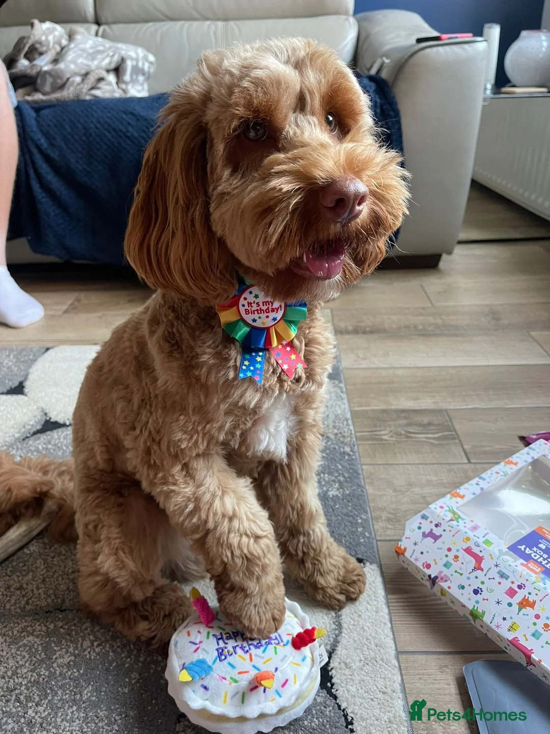 Toy Poodle dogs for stud: EXTENSIVELY HEALTH TESTED TOY POODLE STUD TYSON🌹 in Sheerness - Advert 34