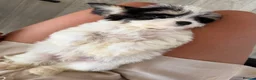 Cavapoo dogs for sale: Cavapoo puppies 🐶 ready now  - Advert 3