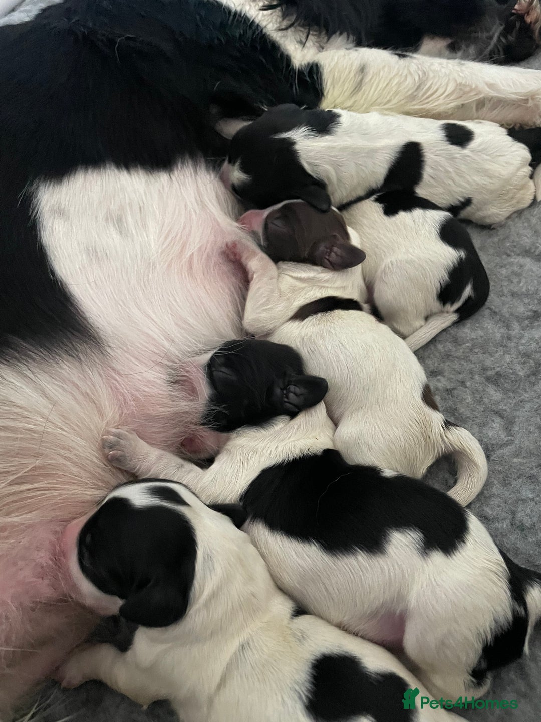 Cocker Spaniel dogs for stud: Proven working KC reg Cocker Spaniel for stud.  in Bathgate - Advert 8