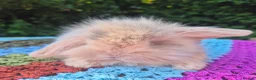 Angora rabbits for sale: 💜STUNNING TEDDYWIDDER X MINI LOP BABIES 💜 - Advert 8