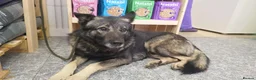 Mixed Breed dogs for adoption: Lobito in Alfreton - Advert 2