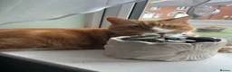 Mixed Breed cats for sale: Beautiful ginger Cat - Advert 1