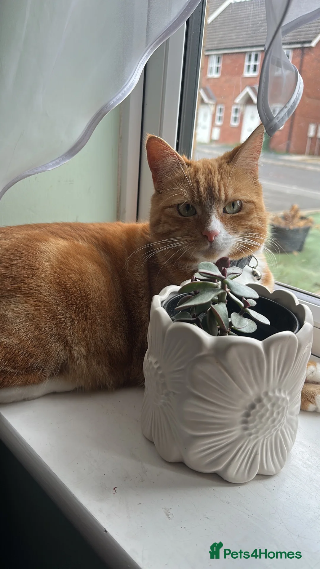 Mixed Breed cats for sale: Beautiful ginger Cat - Advert 1