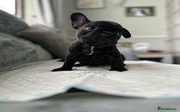French Bulldog dogs for sale: French bulldog pups - Image 4