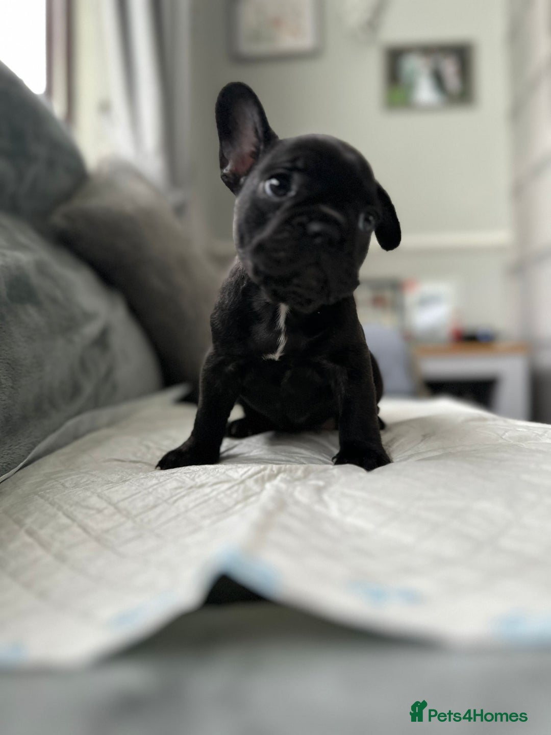 French Bulldog dogs for sale: French bulldog pups - Image 4