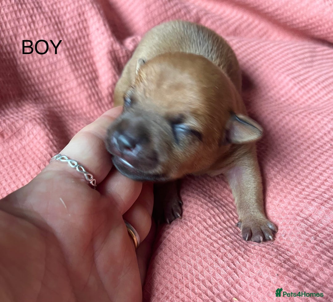 Jack Russell dogs for sale: ** Stunning Pure Miniature Jack Russell Pups ** - Image 9