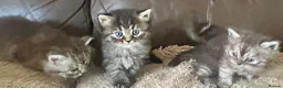 Persian cats for sale: Cute Half Persian Kittens  - Advert 19