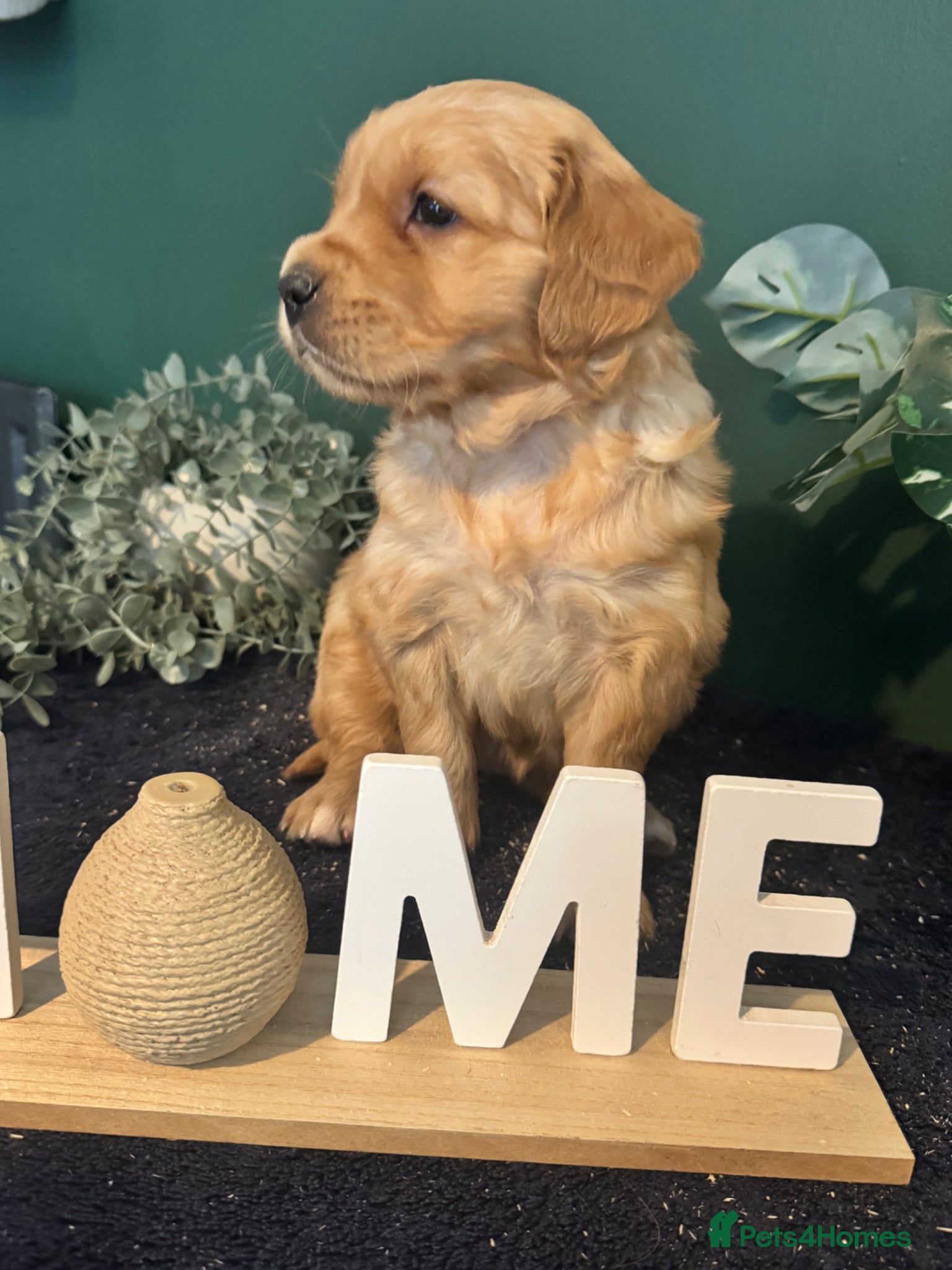 Golden Retriever dogs 8 exceptional Golden Retriever  - Advert 2