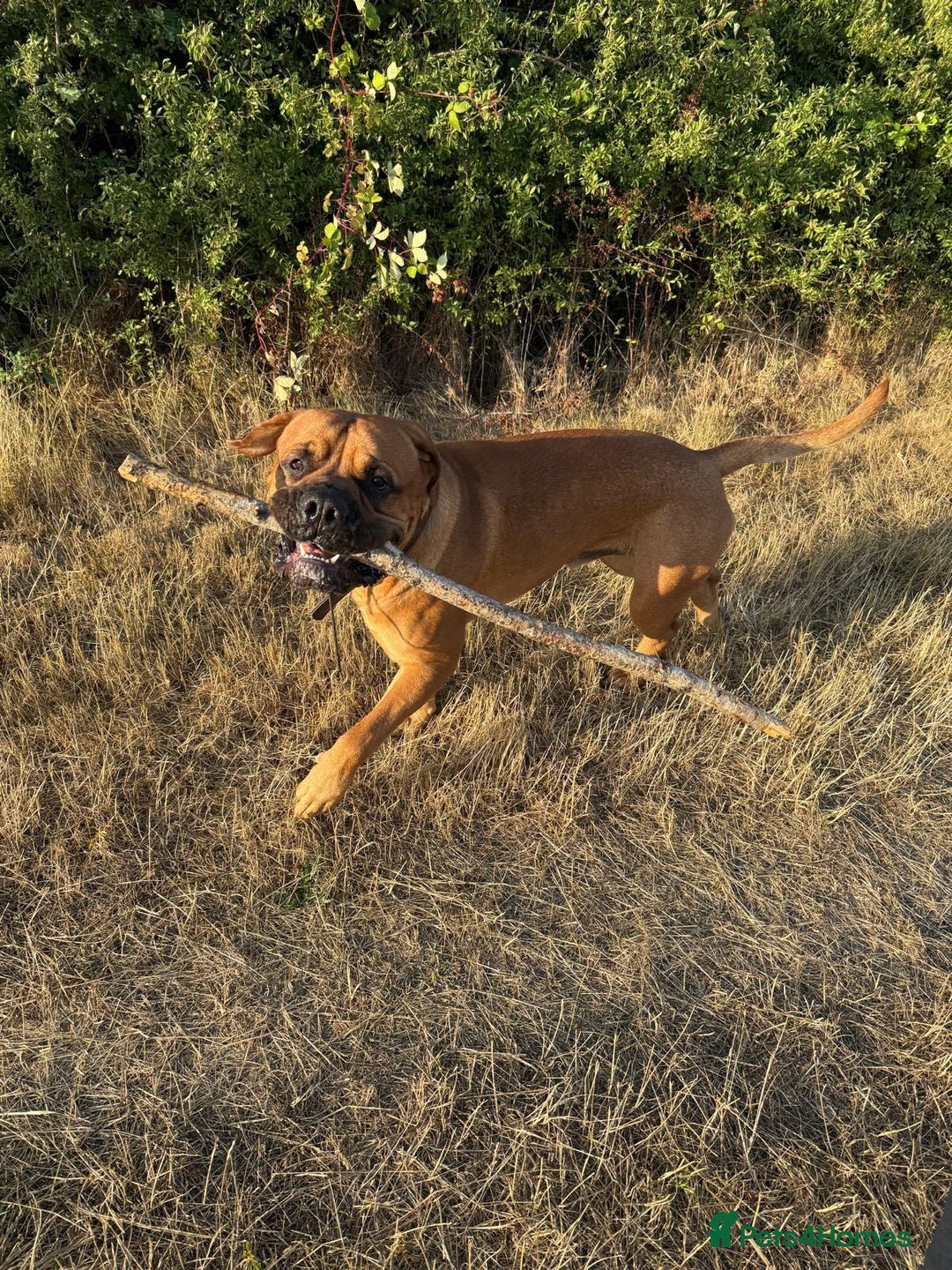 Bullmastiff dogs for stud: Bullmastiff for Stud - Advert 10