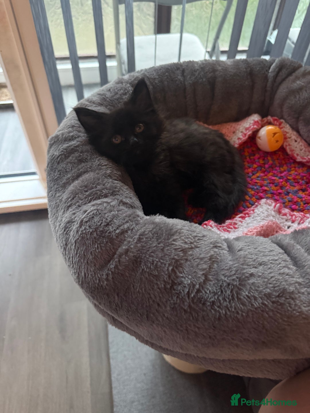 Maine Coon cats for sale: 1 Black Female Main Coon Cross Kitten  - Image 6