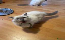 Ragdoll cats for sale:  Ragdoll kittens  - Image 23